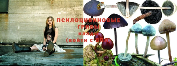 крисы Баксан